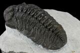 Adrisiops Weugi Trilobite - Recently Described Phacopid #115231-4
